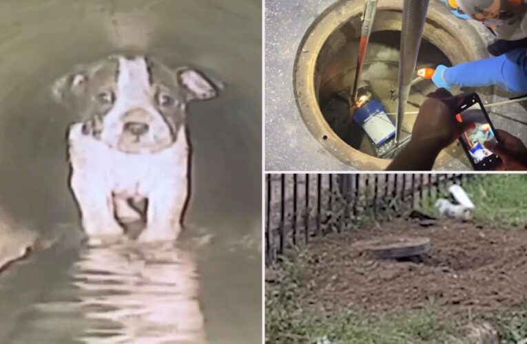 Puppy rescued after spending eight hours inside of sewer