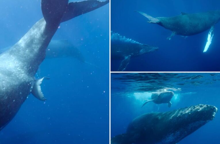 Watch first video ever of humpback whale giving birth