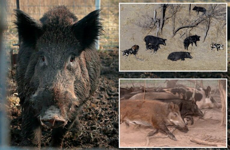 Exploding wild pig population on western Canadian prairie threatens to invade northern US state