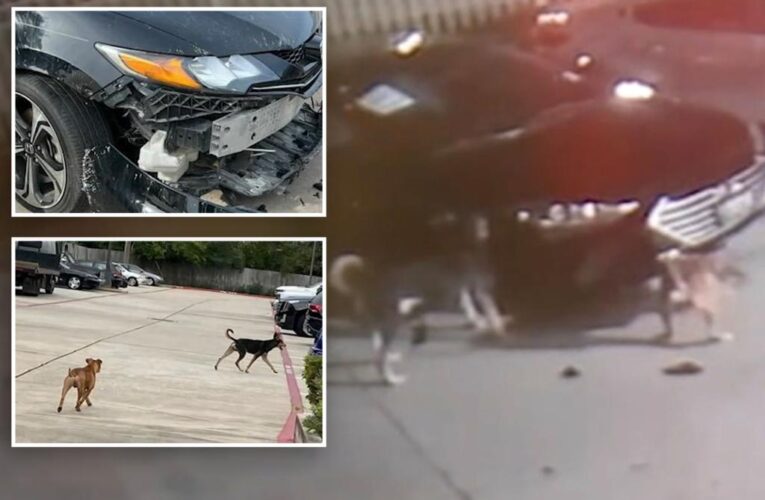 Dogs destroy cars at Texas dealership, cause up to $350K in damages