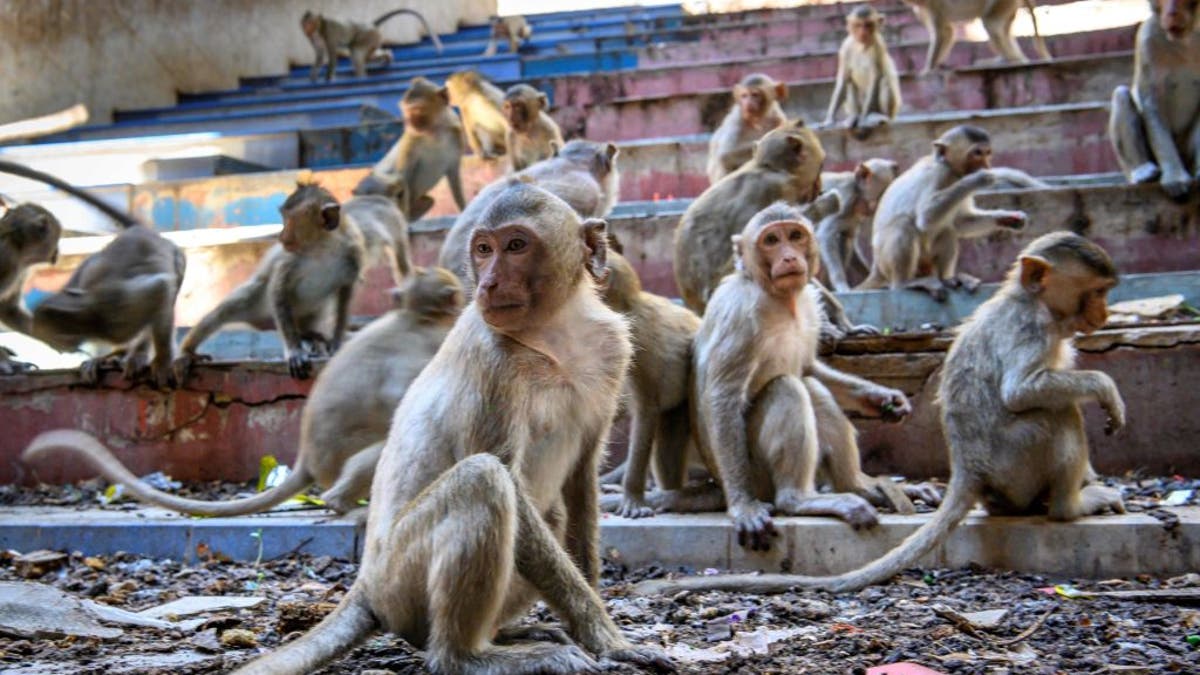 Monkeys on stairs