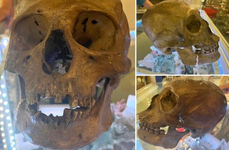 Human skull found by anthropologist at Florida thrift shop