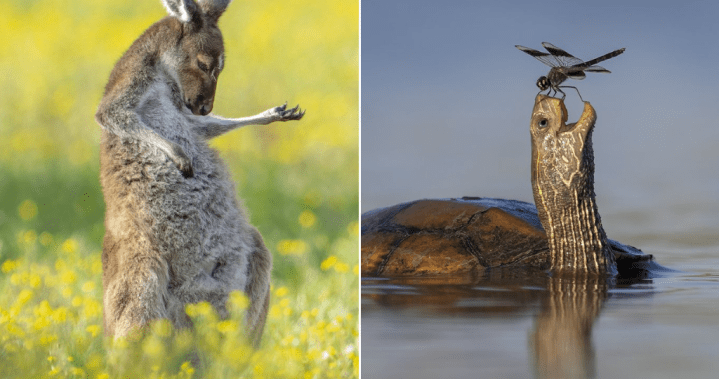 The silly, sweet winners of this year’s Comedy Wildlife Photography Awards