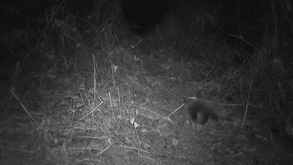 Endangered echidna photo