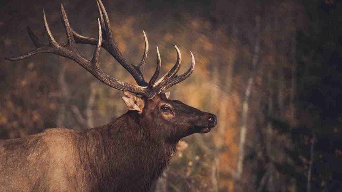 elk bull