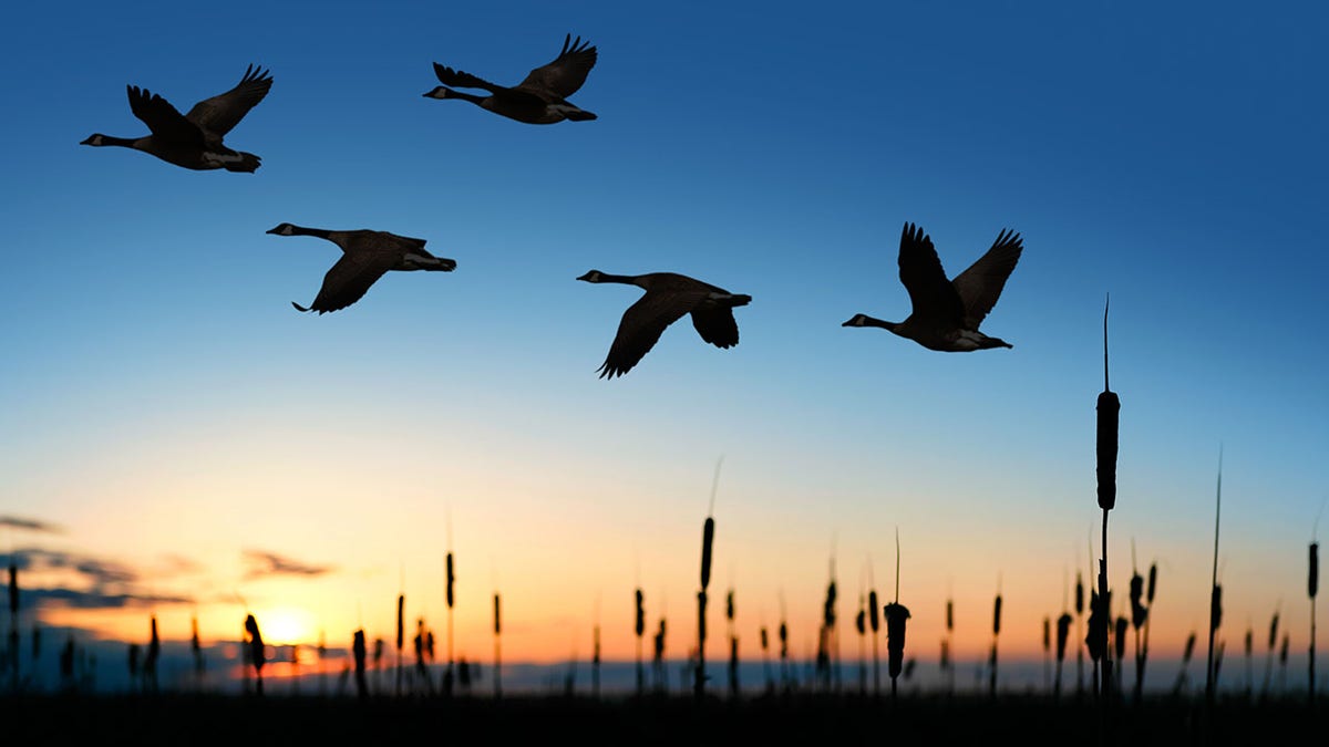 Flock of geese migrating