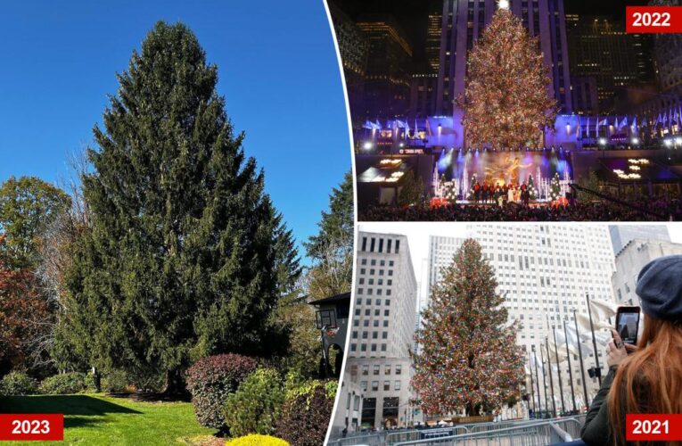 2023 Rockefeller Center Christmas tree has been chosen