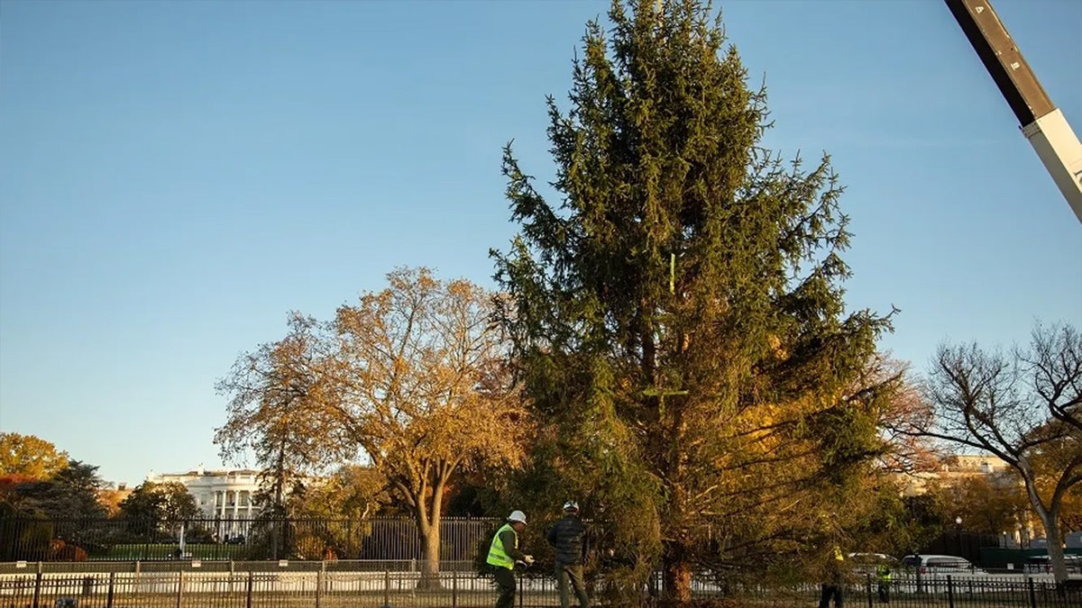 National Christmas Tree