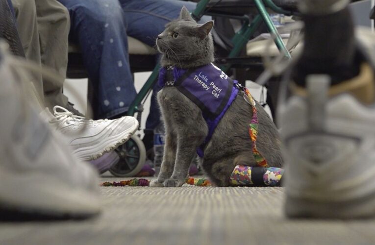 Meet Juanita and Lola-Pearl, the human-cat amputee duo helping others through animal therapy