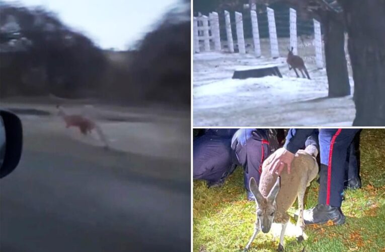 Escaped kangaroo punches cop before being caught by the tail