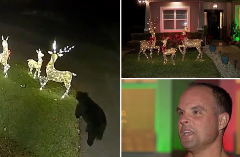 Florida bear attacks, takes off with reindeer Christmas decoration