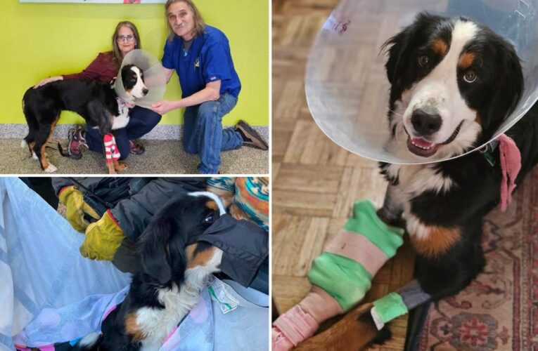 TV vet saves ‘shattered’ leg of dog who survived two months lost