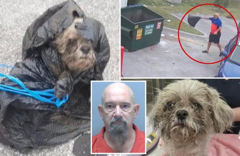 Florida man charged with throwing Shih Tzu into dumpster