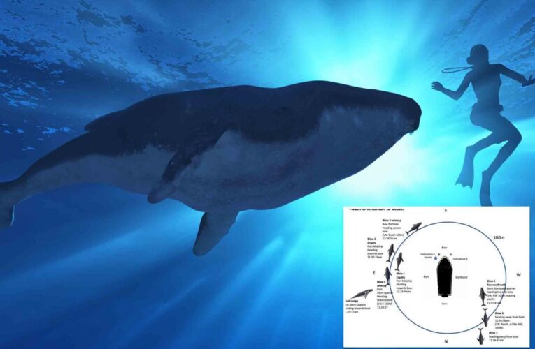 Scientific breakthrough of human-to-whale conversation could lead to alien contact