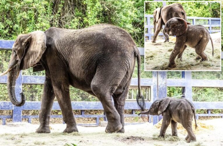 Baby elephant, 218 pounds, is born at Walt Disney World: ‘Adorable’