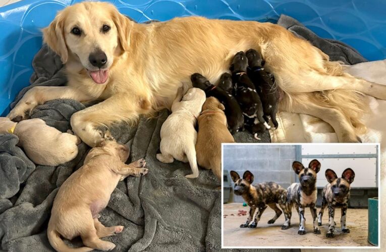 Golden Retriever mom raising pack of endangered African painted pups