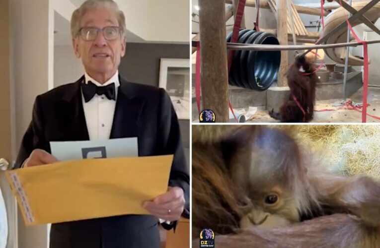Zoo calls on Maury Povich to help with mystery orangutan paternity