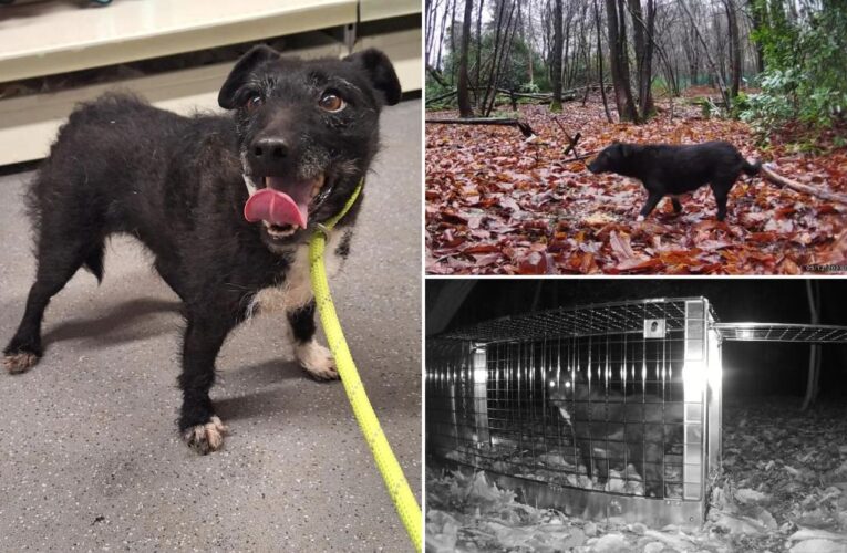 UK lost dog, Rose, safely rescued after living in woods for six years