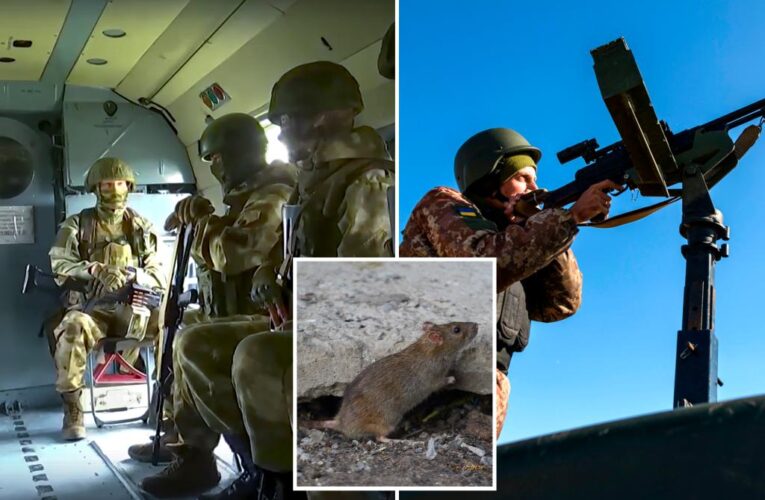 Troops in Ukraine hampered by ‘exceptional levels’ of rats