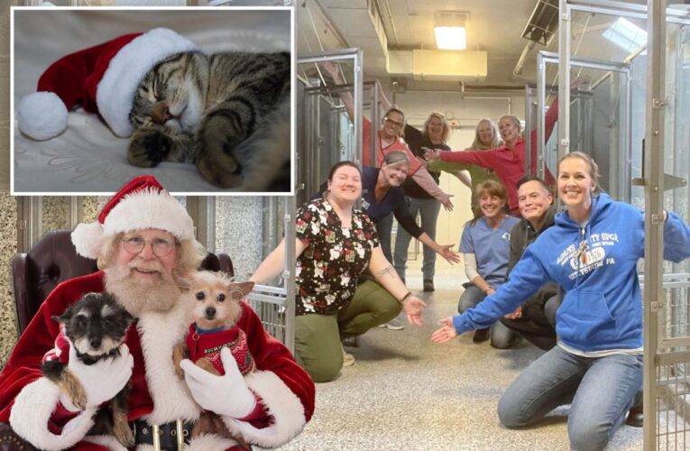 PA shelter’s kennels empty for Christmas; just 1 cat left