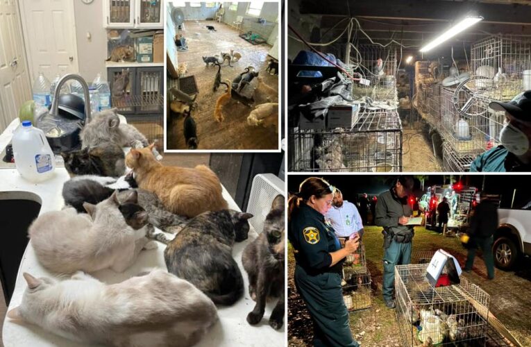 ‘Overwhelmed’ Florida woman arrested after 309 animals seized from her mobile home with ‘lethal’ levels of ammonia inside