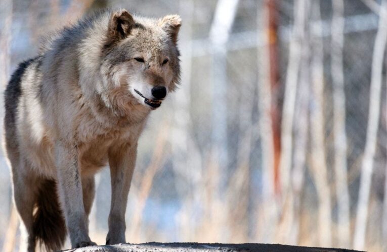 Mexico City residents help police chase loose wolf