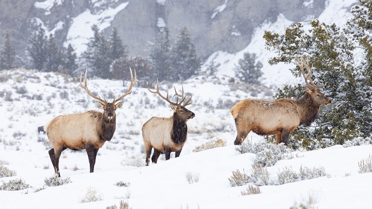 elk in yellowstone