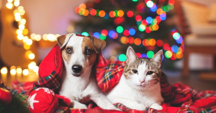 Happy Howl-idays! Send us photos of your pets in their festive best