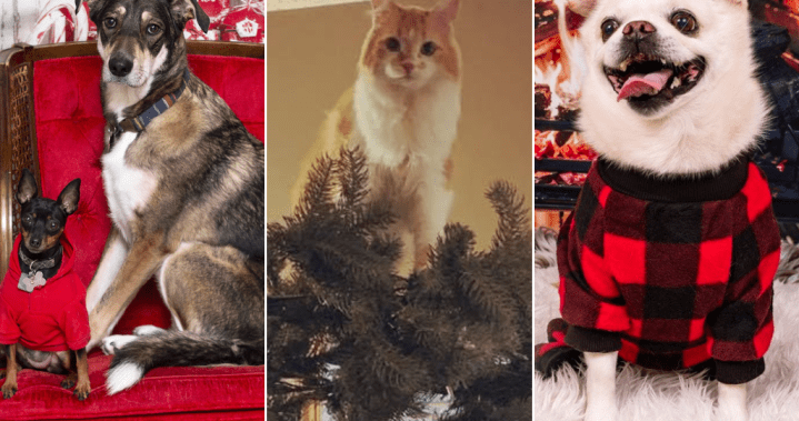 Happy Paw-lidays! Global News readers share their adorable pet photos