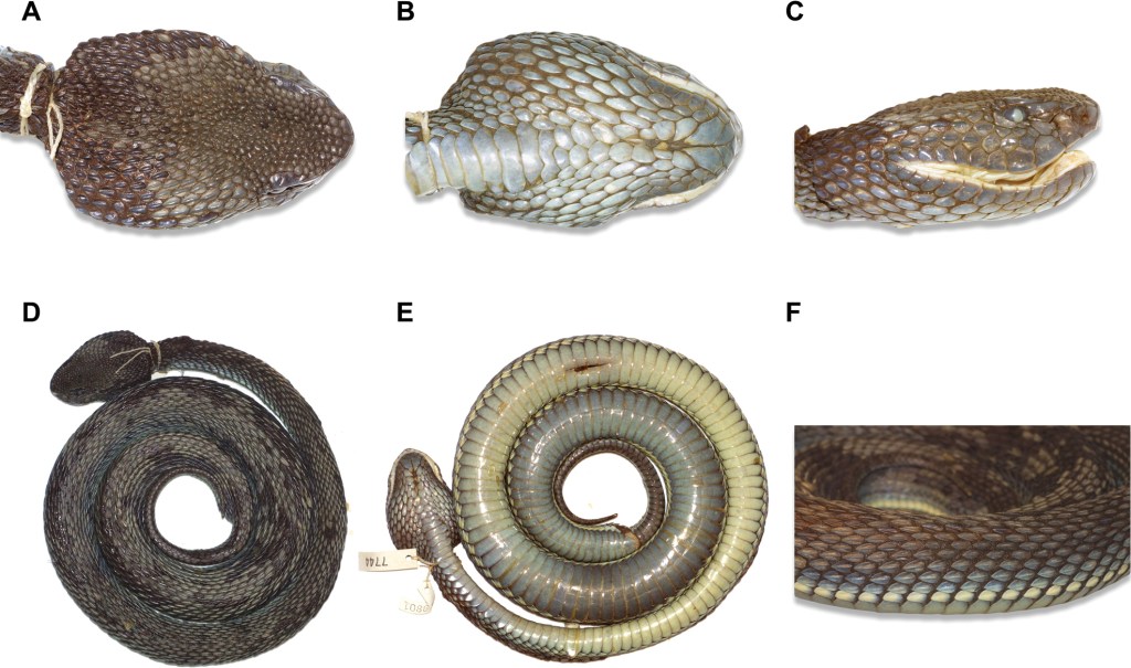 Holotype of Trimeresurus ayeyarwadyensis 