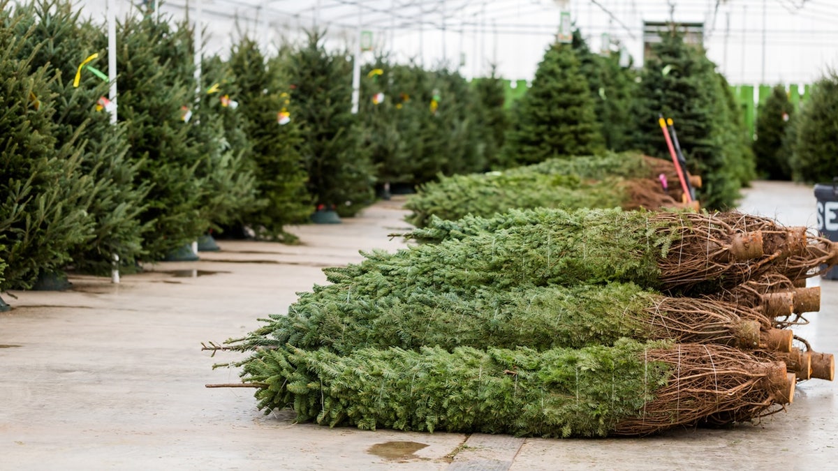 Christmas tree farm