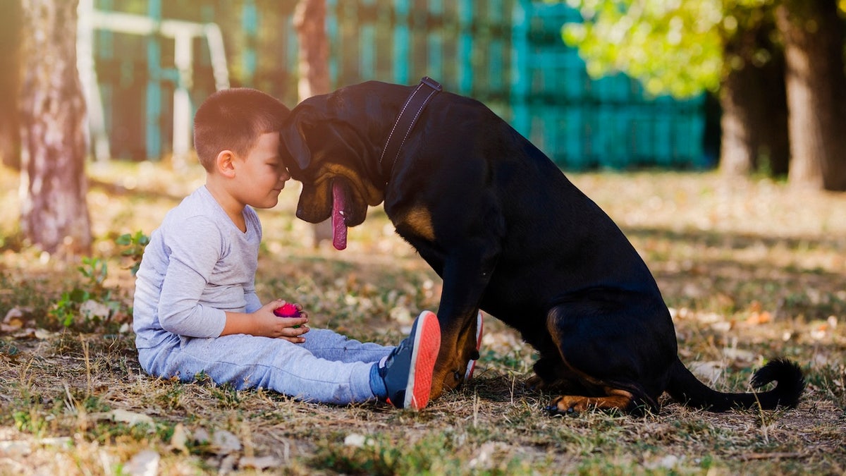 Dog with boy