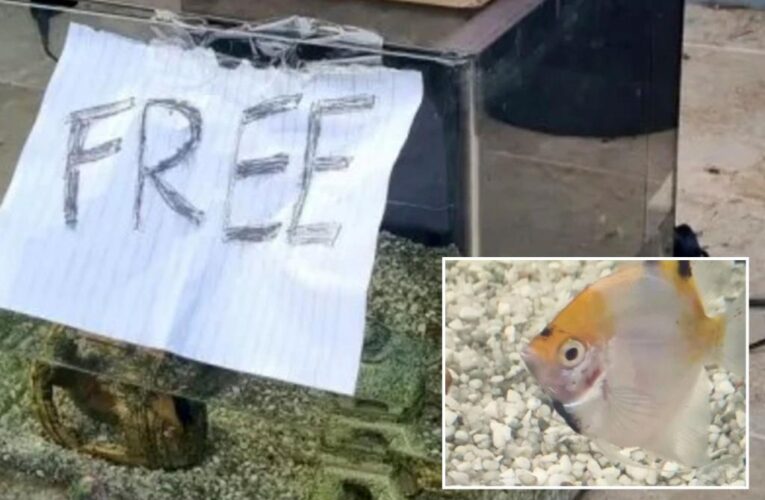 Locals outraged after pet owner leaves fish inside aquarium on curb among ‘free’ items