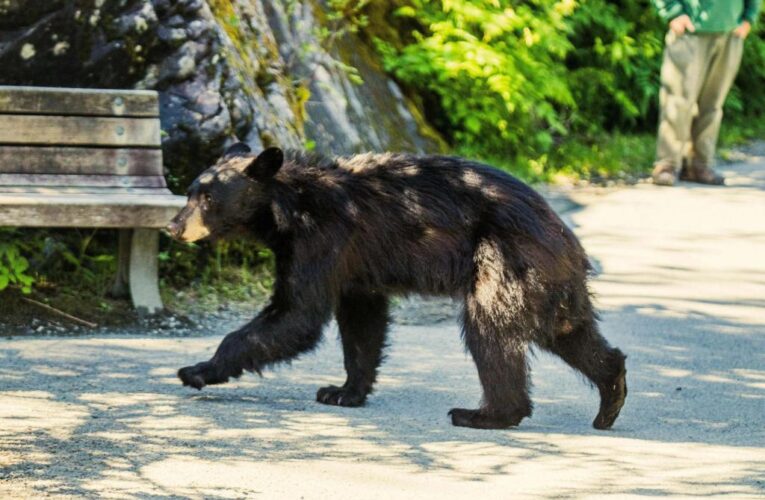 California man shot black bear that repeatedly bit him and had ‘standoff’ with his dog