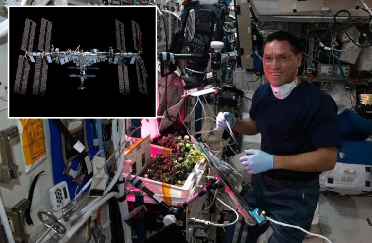 Missing space tomato onboard International Space Station tomato found