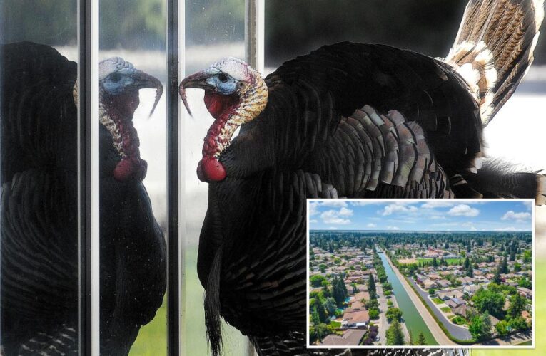 Wild turkey cuts power to thousands of homes in Sacramento
