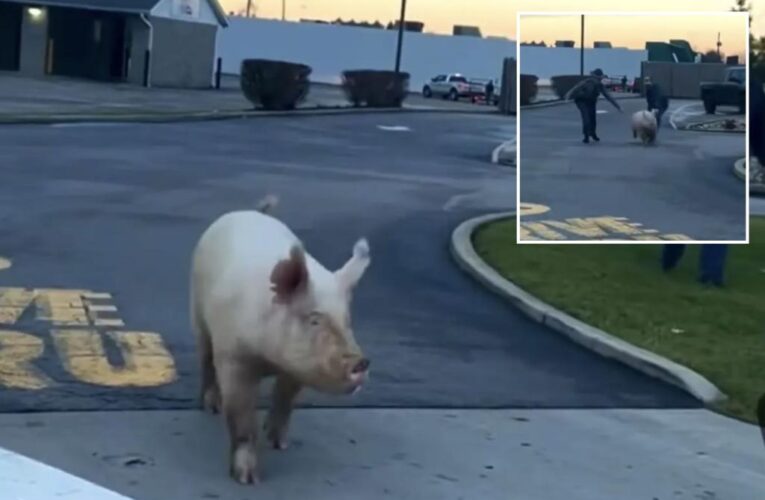 Ohio state troopers catch loose pig at McDonald’s drive-thru