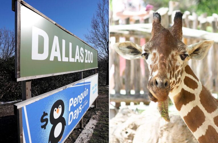 ‘Heartbroken’ Dallas Zoo forced to euthanize 15-year-old giraffe on NYE over injuries from ‘unexpected fall’