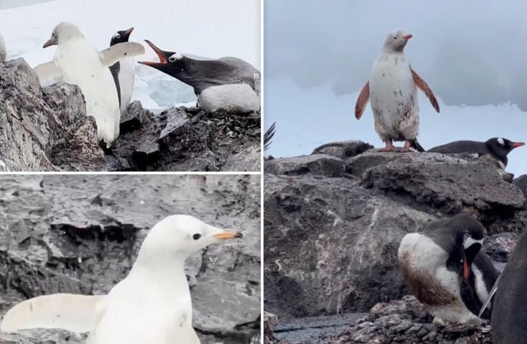 Rare white Gentoo penguin spotted in Antarctica
