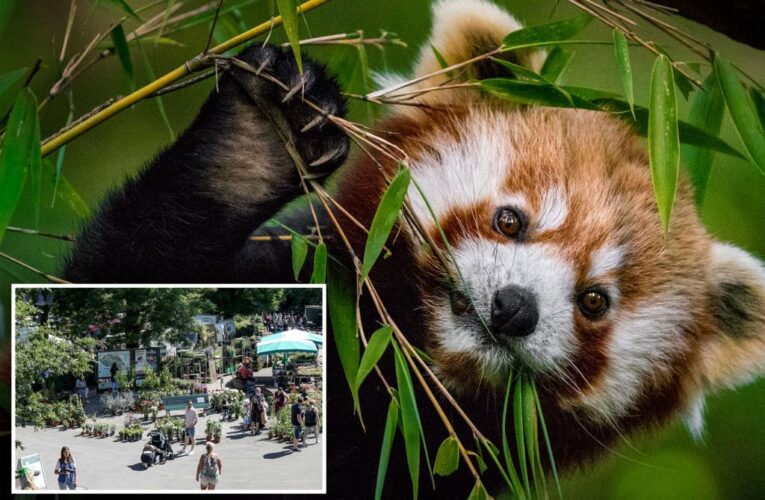 Red panda busts out of zoo, left ‘grumbling’ after he’s captured by fire department