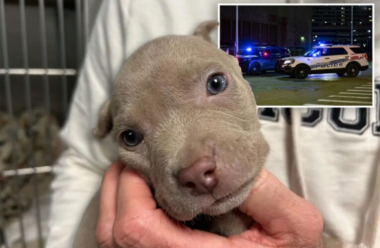 Detroit officers find 5-week-old puppy in thief’s pocket during arrest