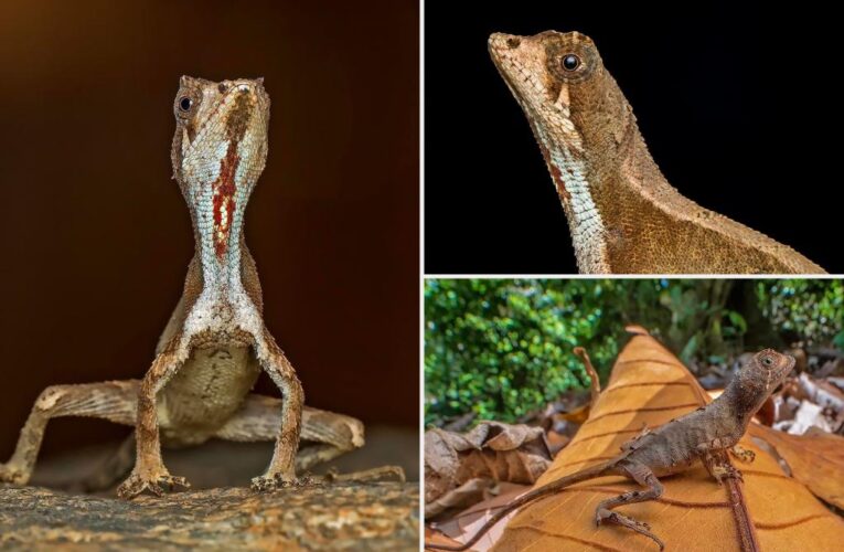 ‘Dragon’-like northern kangaroo lizard discovered in India