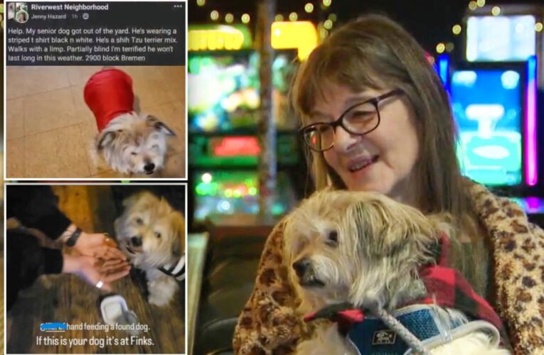 Elderly Shih Tzu escaped owner’s yard — only to be found at a bar a mile from home