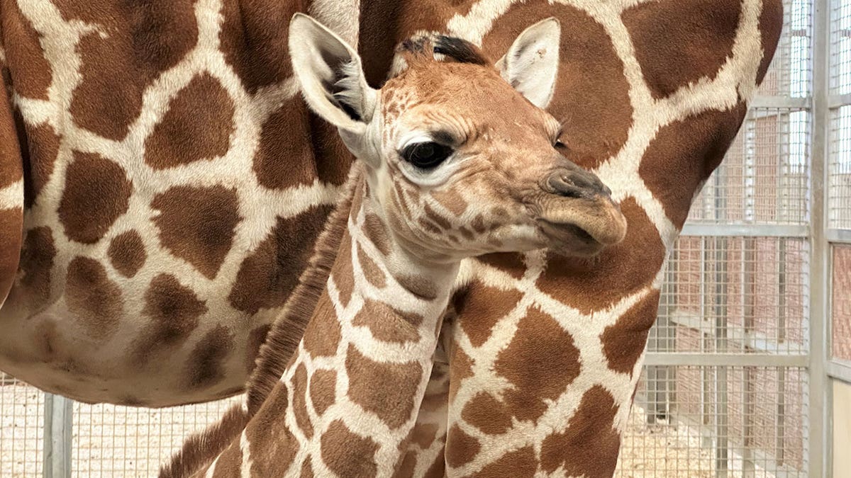 Baby giraffe at Dallas Zoo
