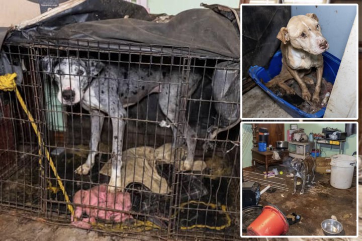 44 dogs saved from ‘deplorable conditions’ in Kentucky home that was advertised as ‘rescue’ — 2 dogs even found frozen to death