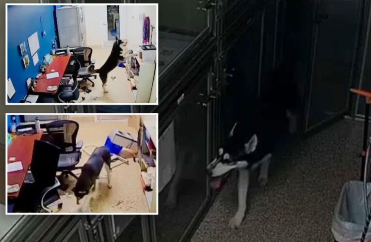 Hungry husky tries to bust out his kennel friends for a midnight snack run in heartwarming clip