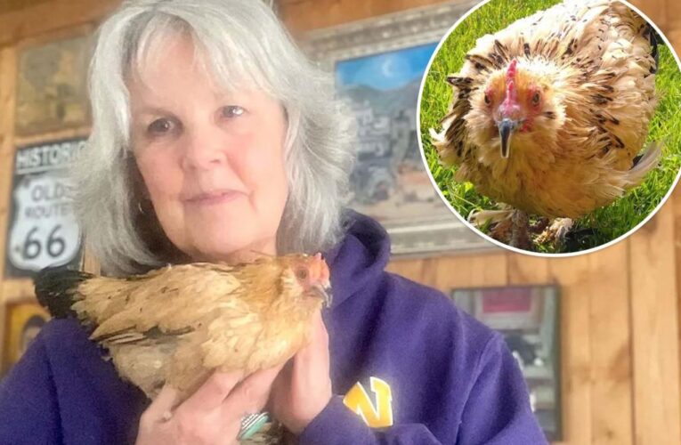 Peanut, the world’s oldest chicken, dies at 21 in Michigan owner’s arms