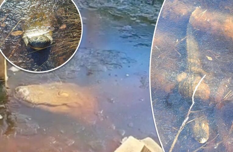 ‘Gatorcicles’ popping up in South Carolina as ponds freeze, stunning photos show
