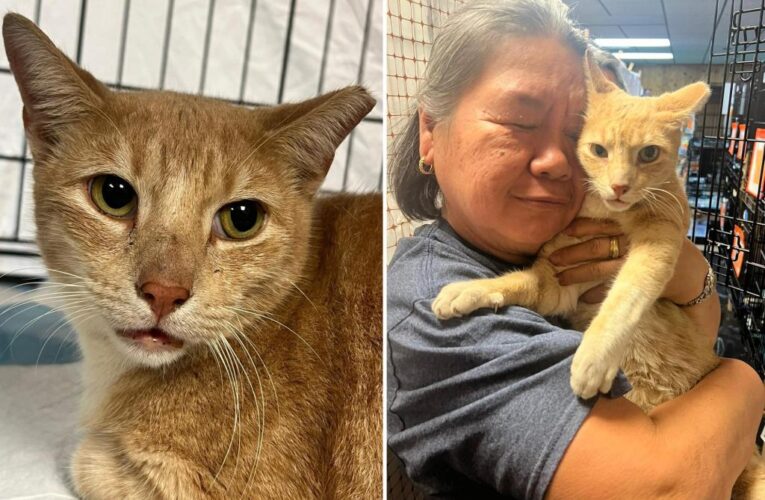 Hawaii woman Anna reunites with cat after three years apart