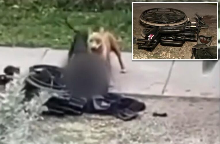Dogs rips ‘chunks’ out of wheelchair-bound man in caught-on-tape attack